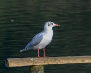 DSC_0006.jpg