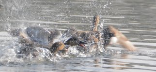 DSC_0117.jpg