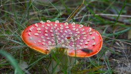 DSC_0062.jpg