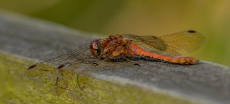 DSC_0179.jpg