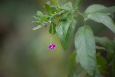 DSC_4597.jpg