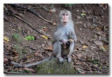 monkey-feeding-baby-2.jpg