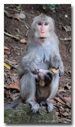 monkey-feeding-baby-3.jpg