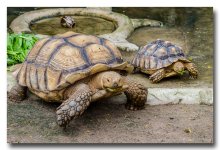 tortoise-3.jpg