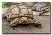 tortoise-5.jpg