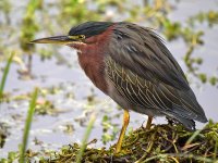 GreenHeron.jpg