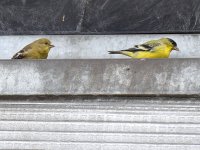 Finch.jpg
