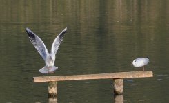DSC_0139.jpg