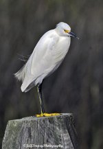 2_DSC6300.jpg