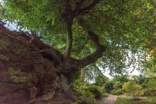 Tree.jpg
