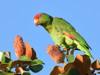 Parrot3.jpg