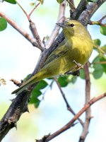 OrangeCrownedWarbler4.jpg