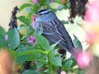 WhiteCrownedSparrow2.jpg