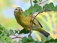 OrangeCrownedWarbler5.jpg