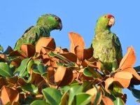 Parrot.jpg