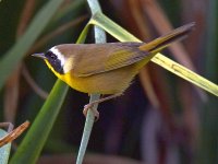 YellowThroat.jpg