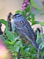 WhiteCrownedSparrow.jpg