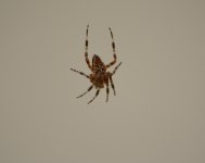 Wood spider hangin'.jpg