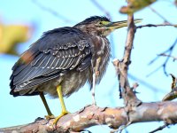 GreenHeron2.jpg