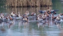20151004-Migrating birds.jpg
