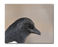 DSC_4163.jpg