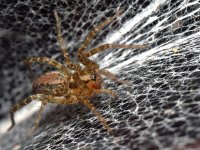 Spider2.jpg