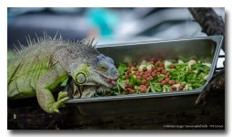 iguana-3.jpg