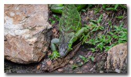 iguana-7.jpg