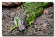 iguana-8.jpg