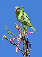 Parrot3.jpg