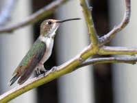 Hummer2.jpg
