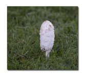 DSC_4314.jpg
