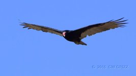 buzzard10-7-15-cr.jpg