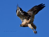 red-tail-hawk-flight10-3-15-cr.jpg