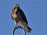 red-tail-hawk10-3-15-cr.jpg