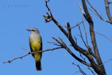 western-kingbird10-1-15-cr.jpg