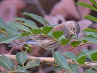 YellowRumpedWarbler.jpg