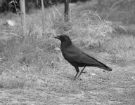 Crows are cool.jpg