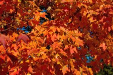 Tree1a.jpg