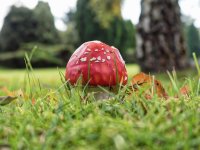 Mushroom-1L.jpg