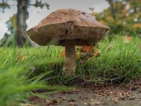 Mushroom-5L.jpg