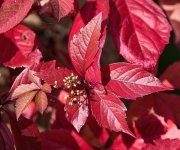 Red-Leaves-2.jpg