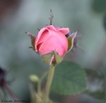 DSC_3118.jpg