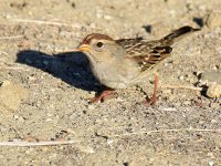 Sparrow5.jpg
