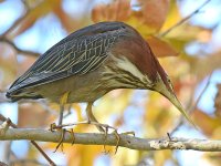 GreenHeron5.jpg
