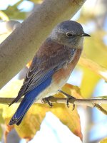 BlueBird2.jpg