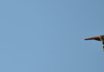 11th Oct 2015 051.JPG