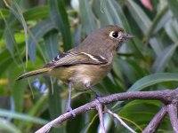 HuttonsVireo.jpg