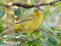 OrangeCrownedWarbler.jpg