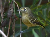 HuttonsVireo3.jpg